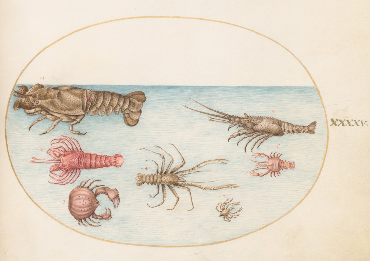 Schaaldieren, ca. 1575-80 door Joris Hoefnagel