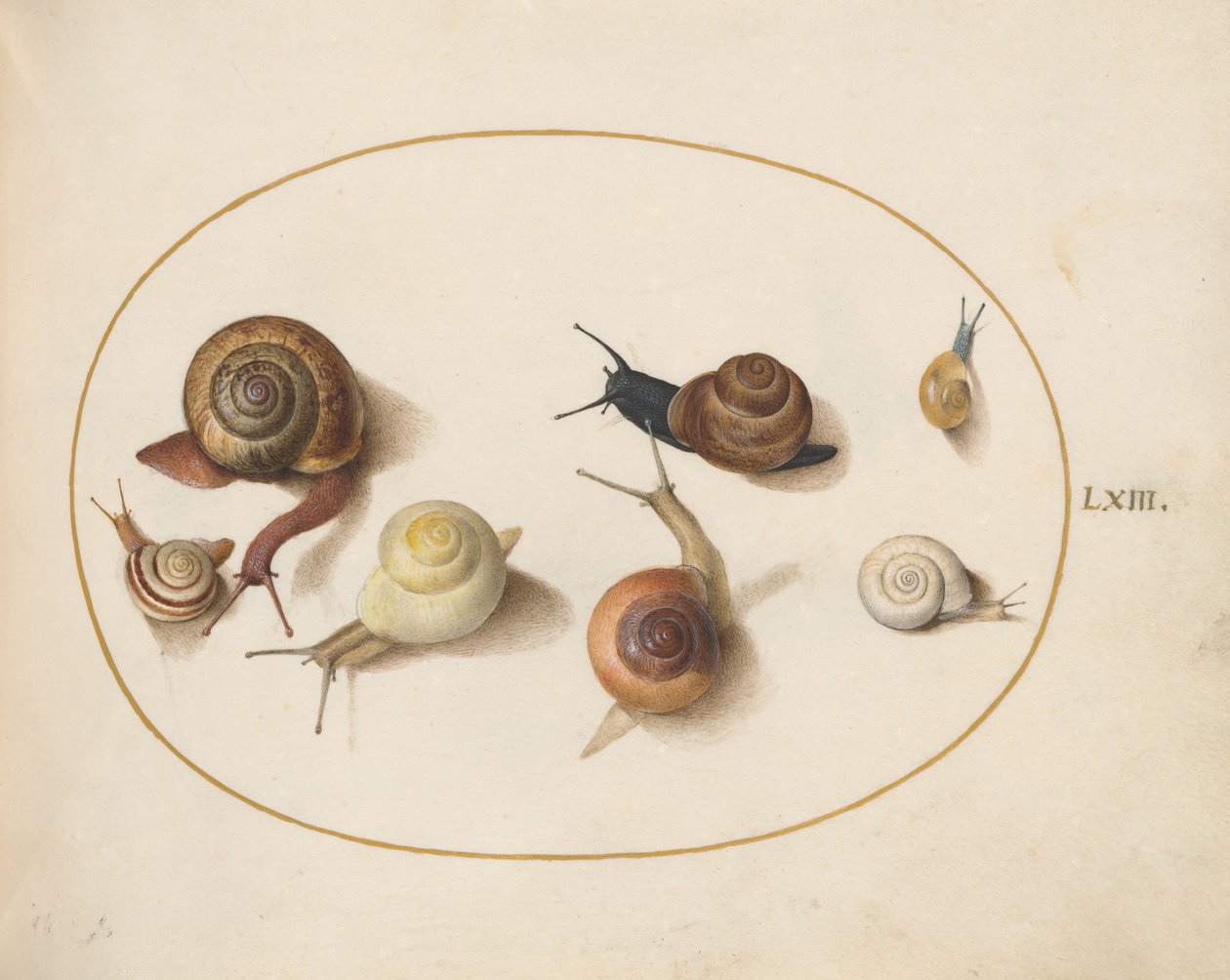 Slak, ca. 1575-80 door Joris Hoefnagel