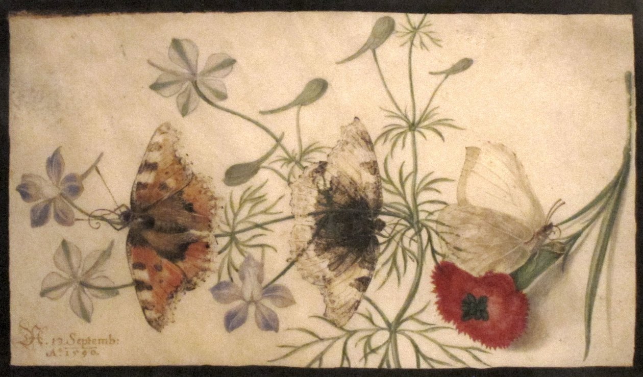 Studies van bloemen en vlinders door Joris Hoefnagel