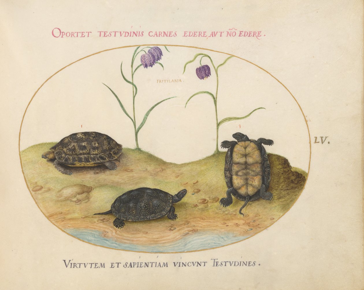 Schildpad, ca. 1575-80 door Joris Hoefnagel
