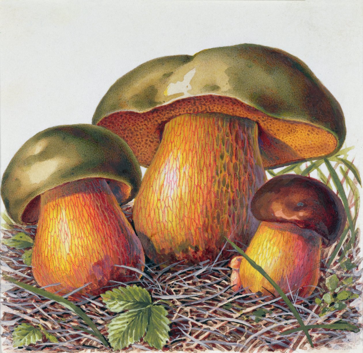 Studie van Schimmel door Josef Fleischmann
