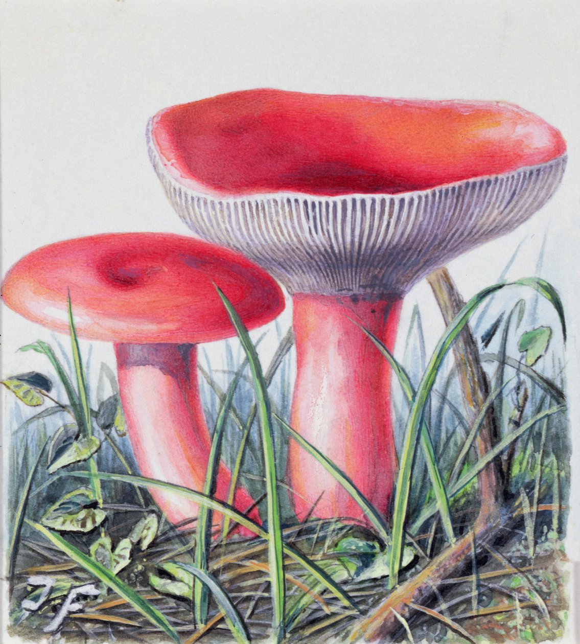 Studie van Schimmel door Josef Fleischmann