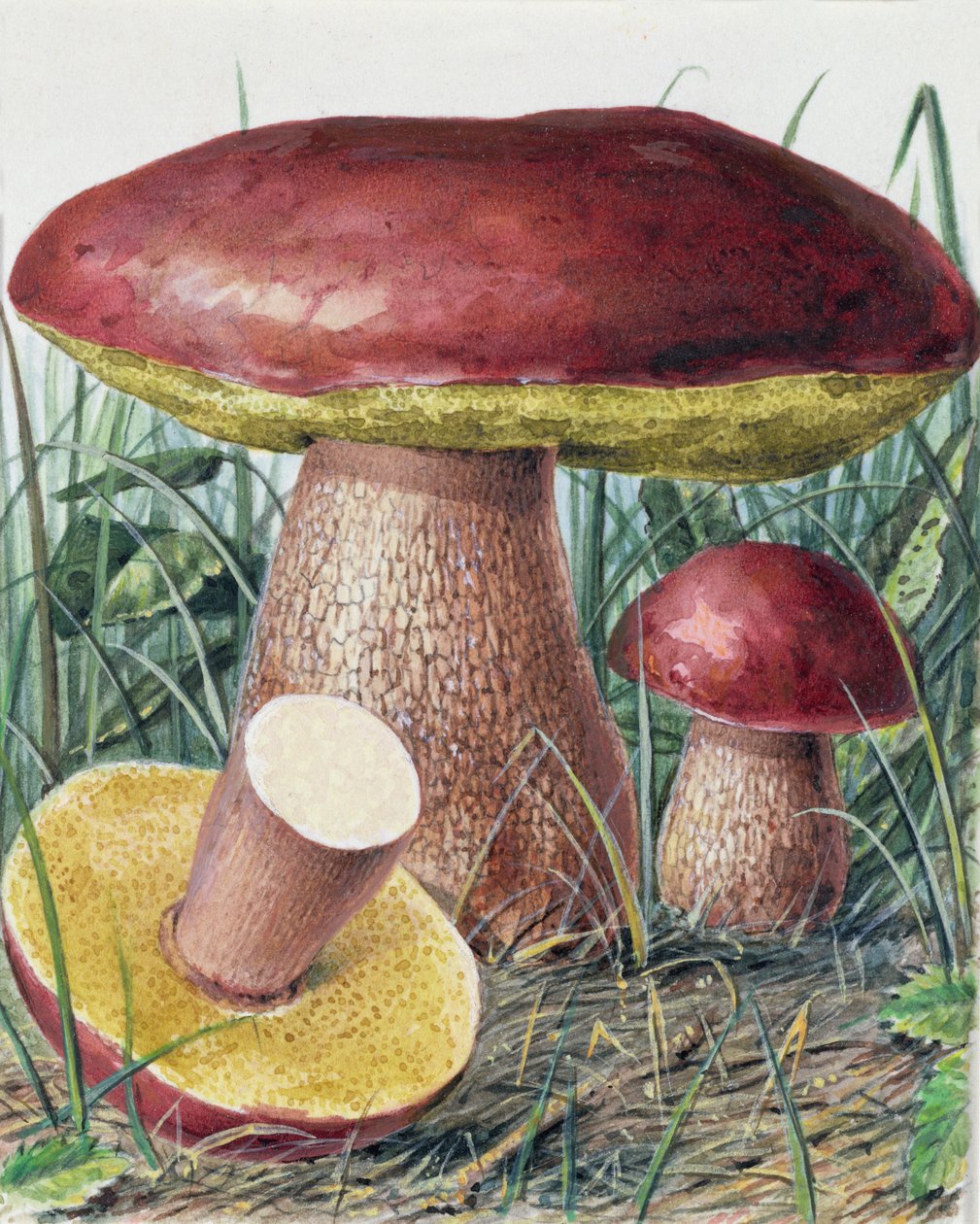 Studie van schimmel door Josef Fleischmann