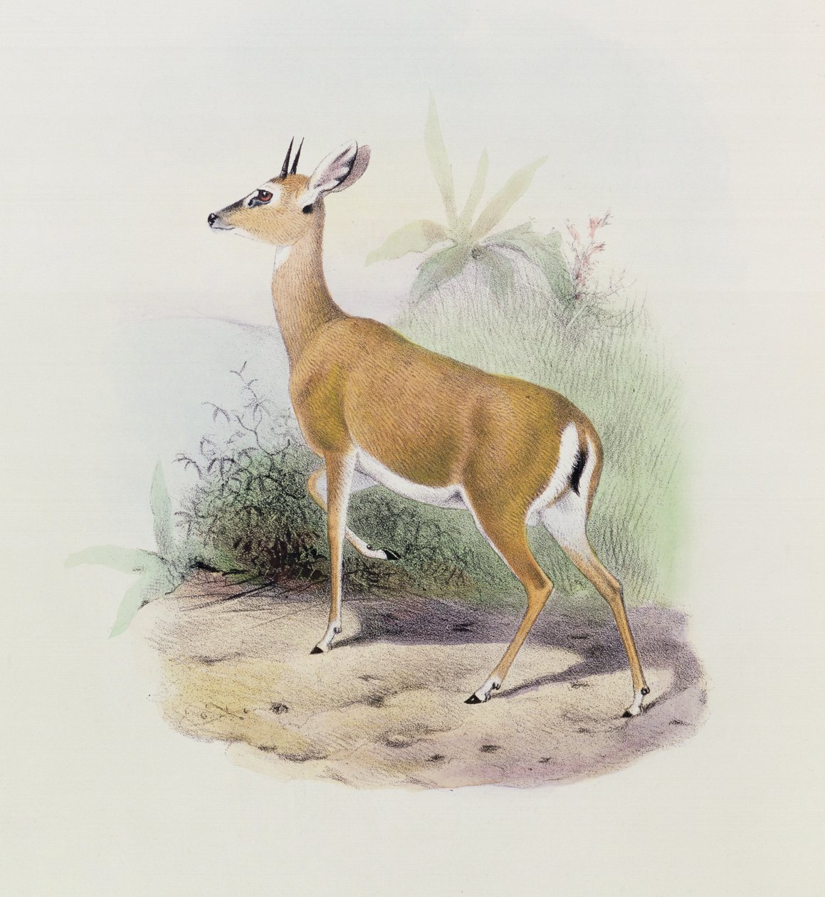 Antilope, uit 