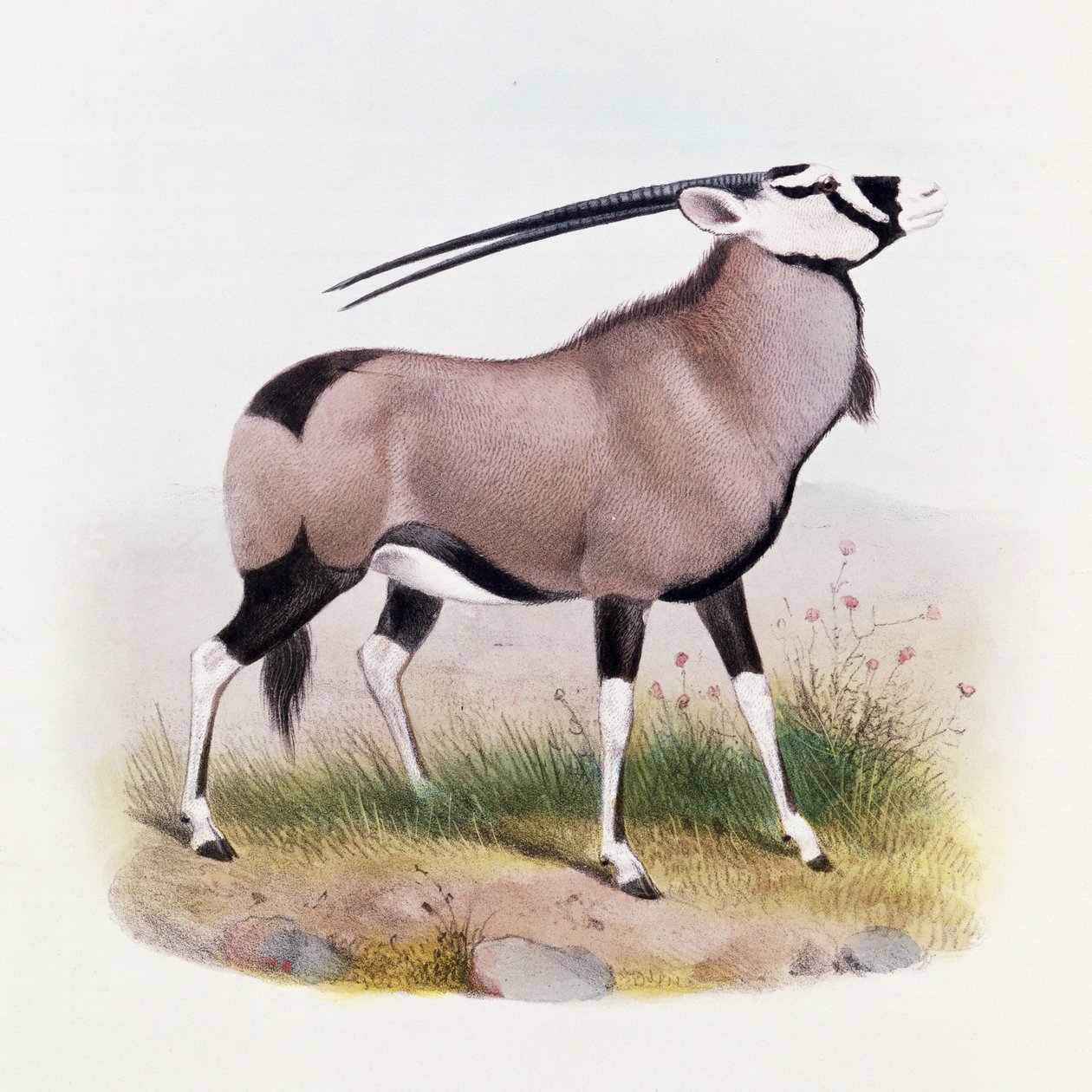 De Gemsbok, uit 