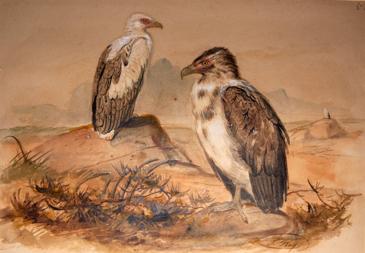 Angolaanse gier (Gypohierax angolensis) door Joseph Wolf
