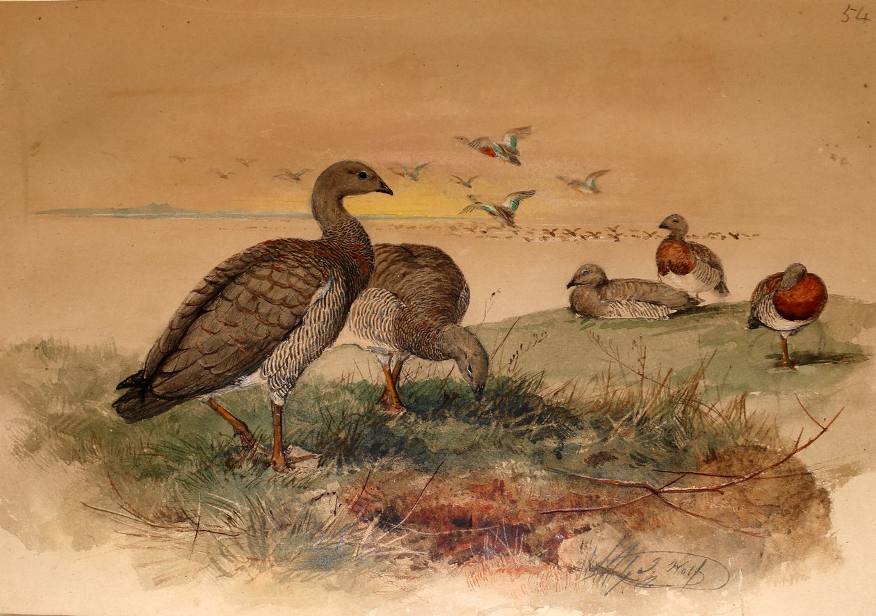 Asgrijze Gans (Chloephaga poliocephala), 1852-54 door Joseph Wolf