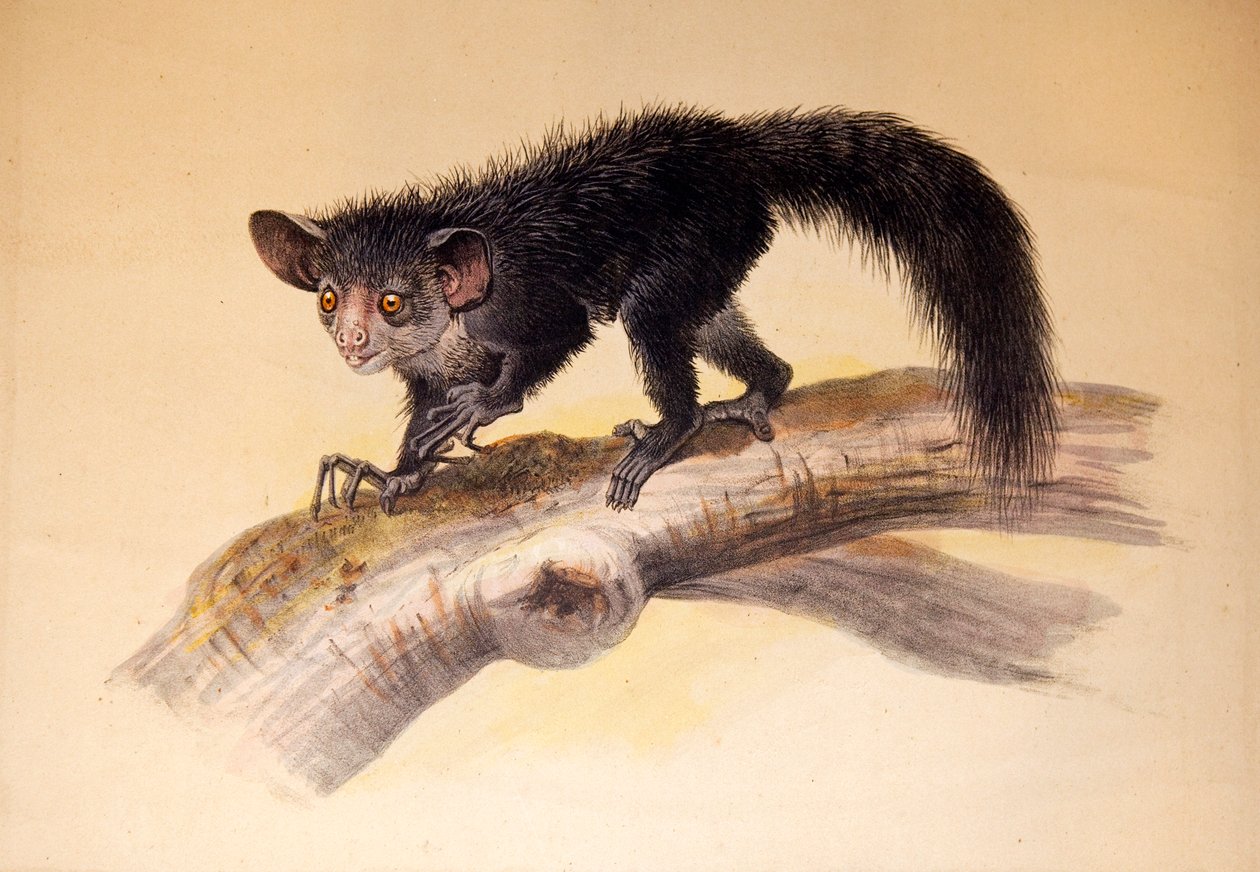 Aye-aye, 1861 door Joseph Wolf