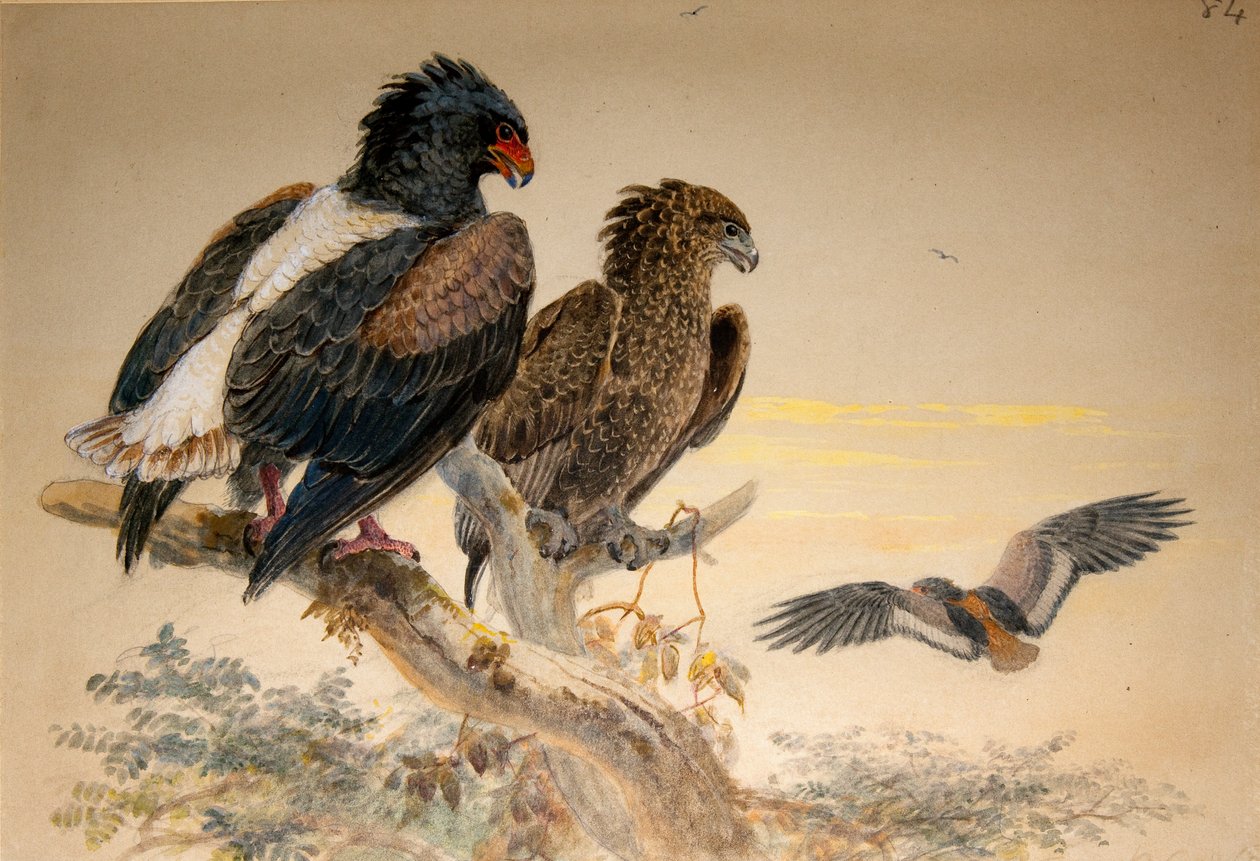 Bateleur Adelaar (Helotarsus ecaudatus), 1856-67 door Joseph Wolf