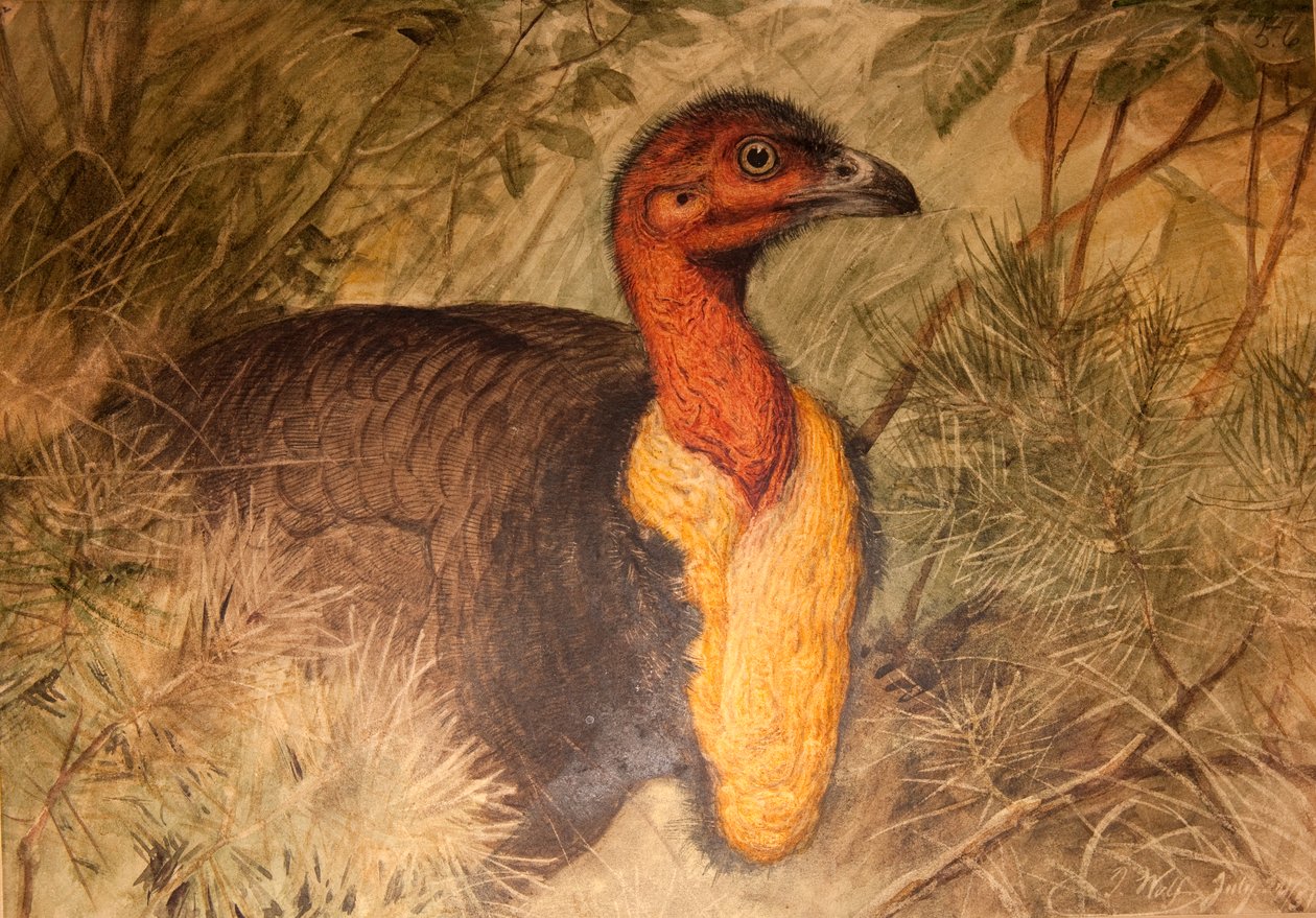Borstelkalkoen (Talegalla lathami), ca. 1851-76 door Joseph Wolf