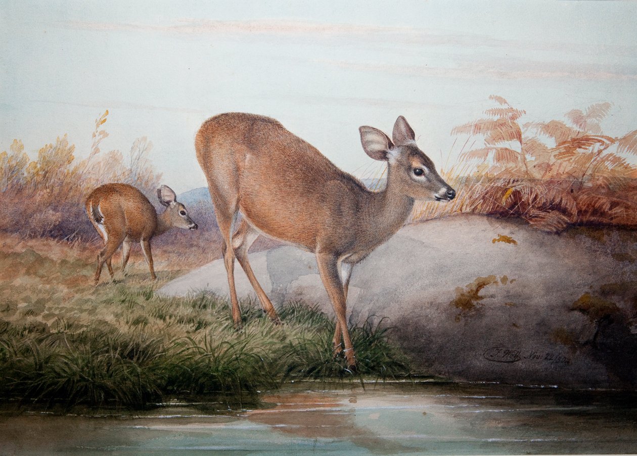 California Hert door Joseph Wolf
