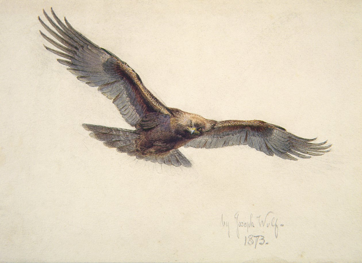 Adelaar in vlucht, 1873 door Joseph Wolf