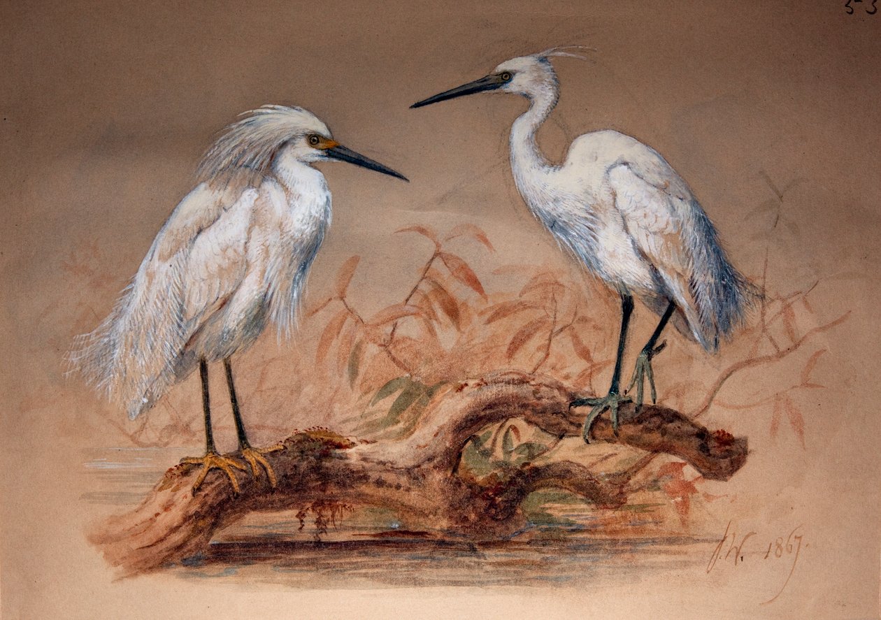 Reigers (Ardea candidissima: Arda garzetta), 1867 door Joseph Wolf
