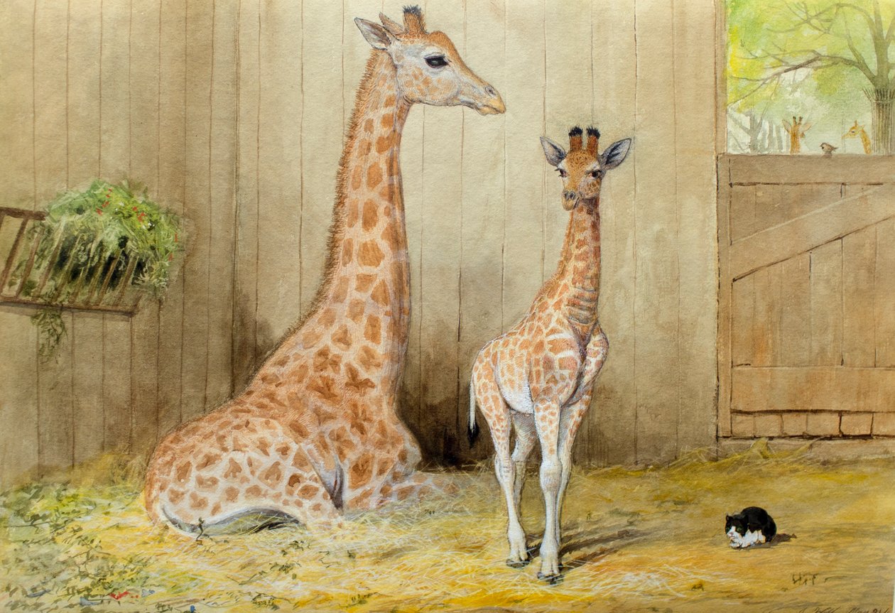 Giraffe en Jong, 1852 door Joseph Wolf