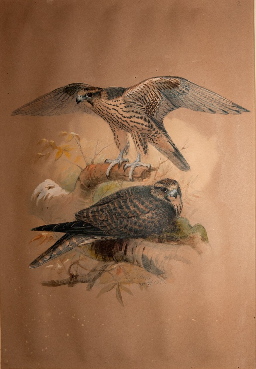 Lannervalk (Falco lanarius), 1856 door Joseph Wolf