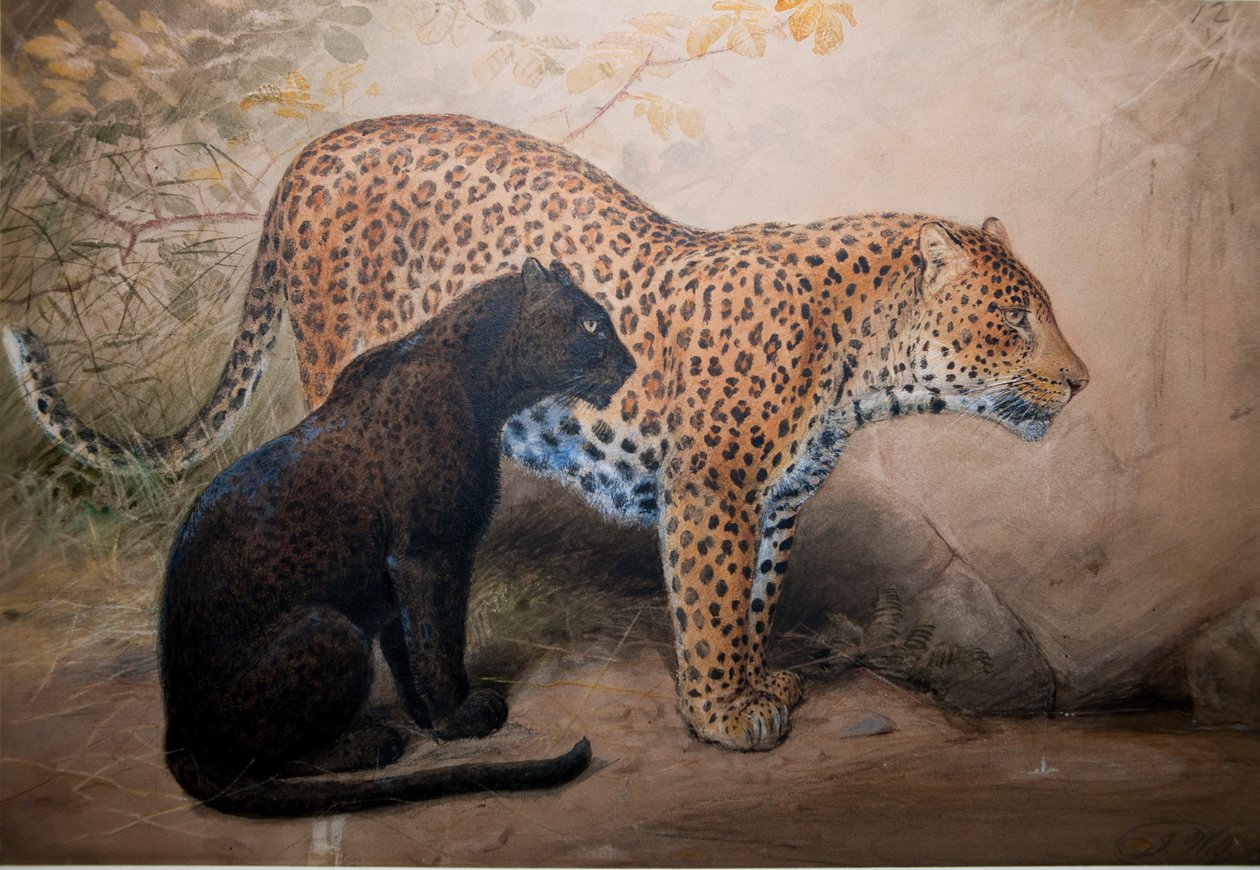 Luipaarden, 1851-69 door Joseph Wolf