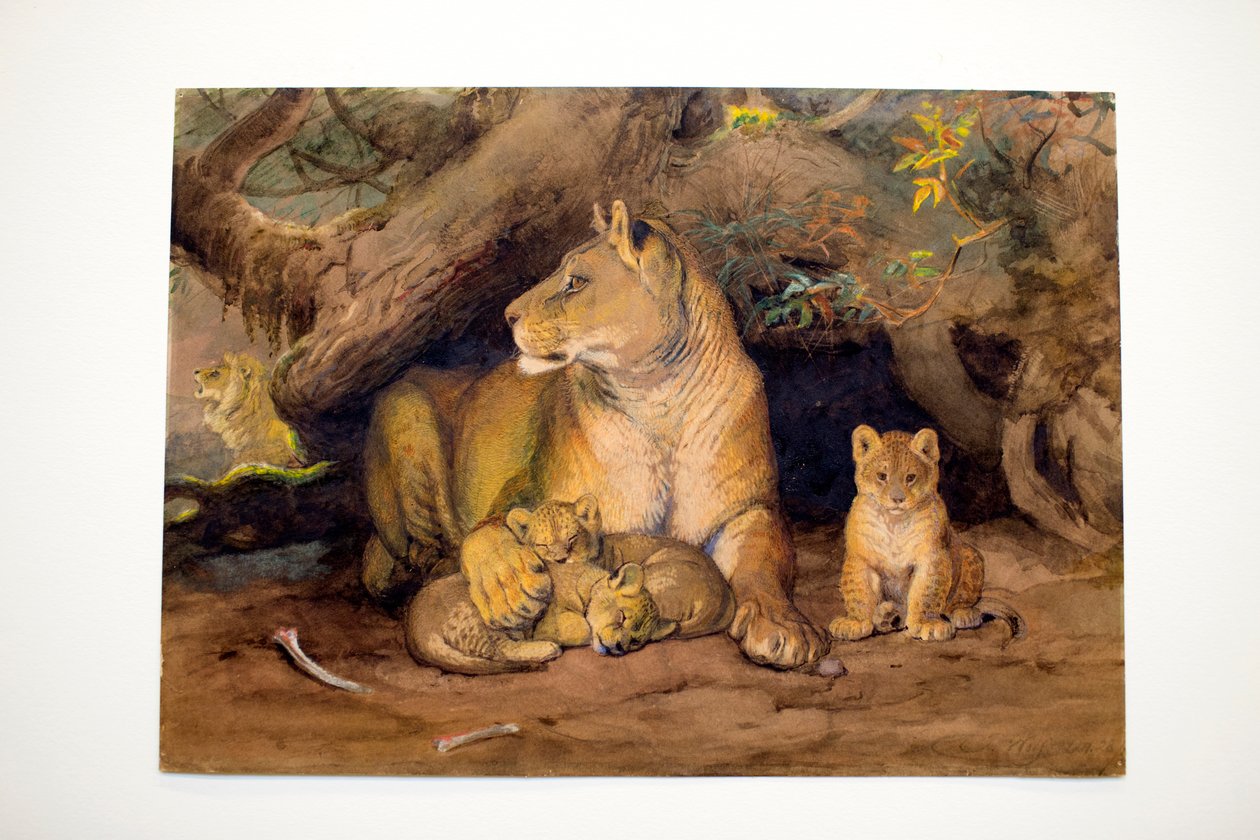 Leeuwin en jongen, 1855 door Joseph Wolf