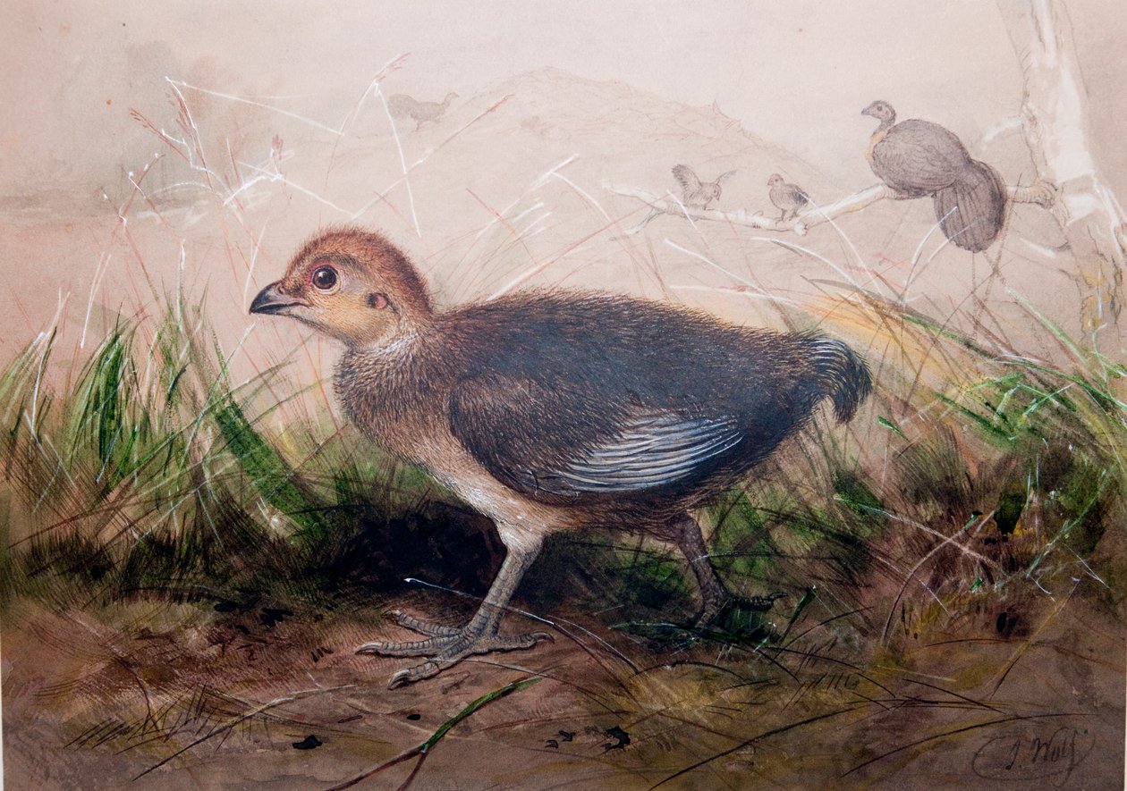 Megapodes door Joseph Wolf