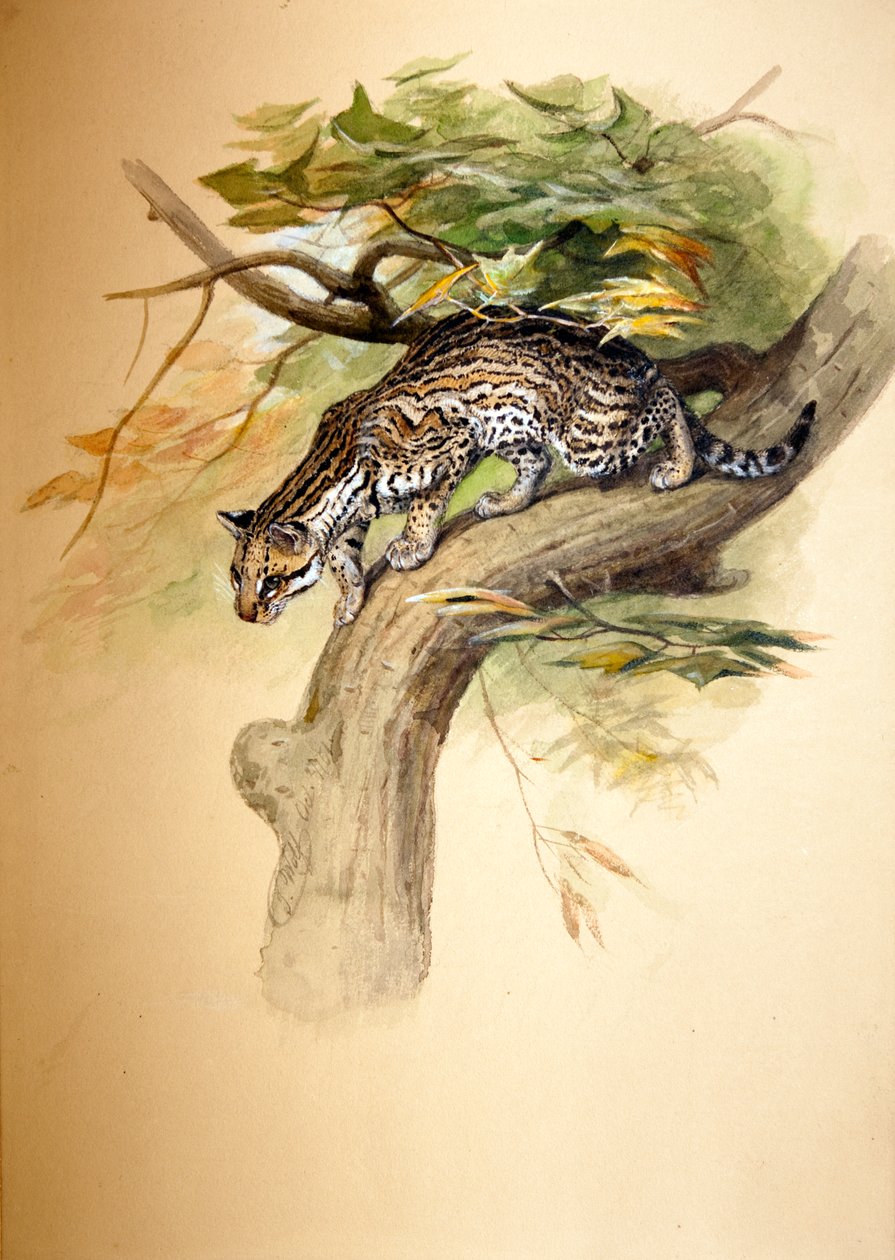 Ocelot door Joseph Wolf