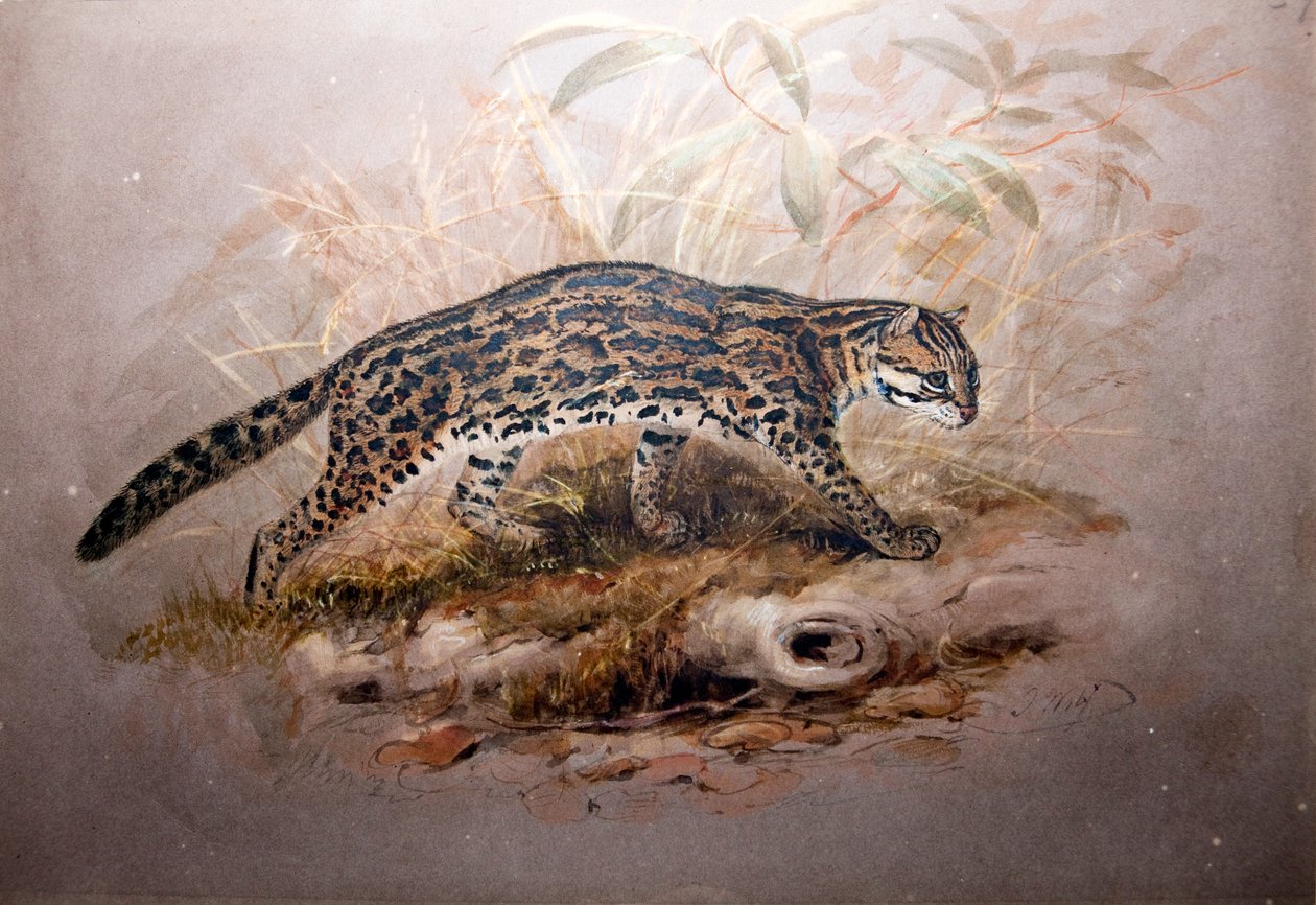 Ocelot, 1851-52 door Joseph Wolf