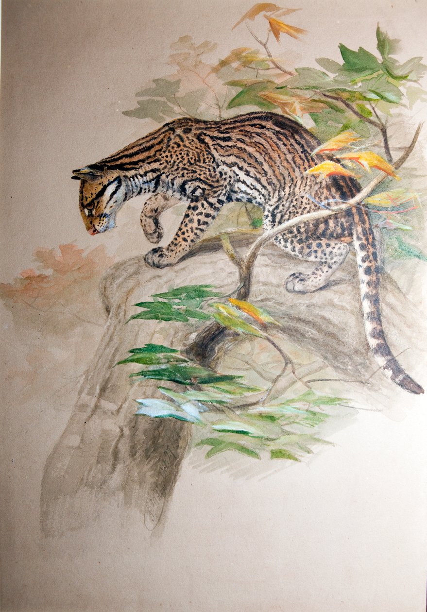 Ocelot, 1851-52 door Joseph Wolf