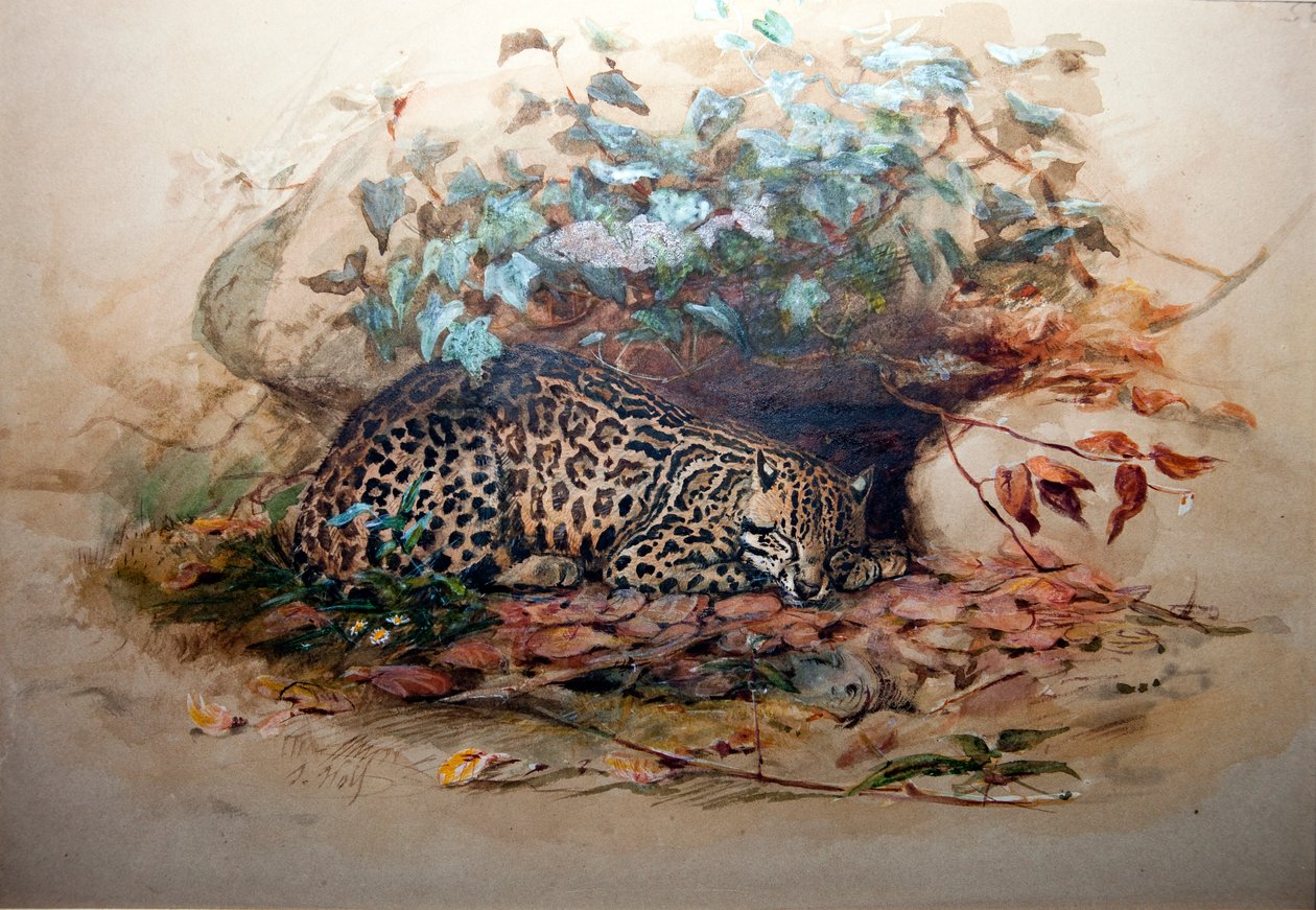 Ocelot, 1851-52 door Joseph Wolf