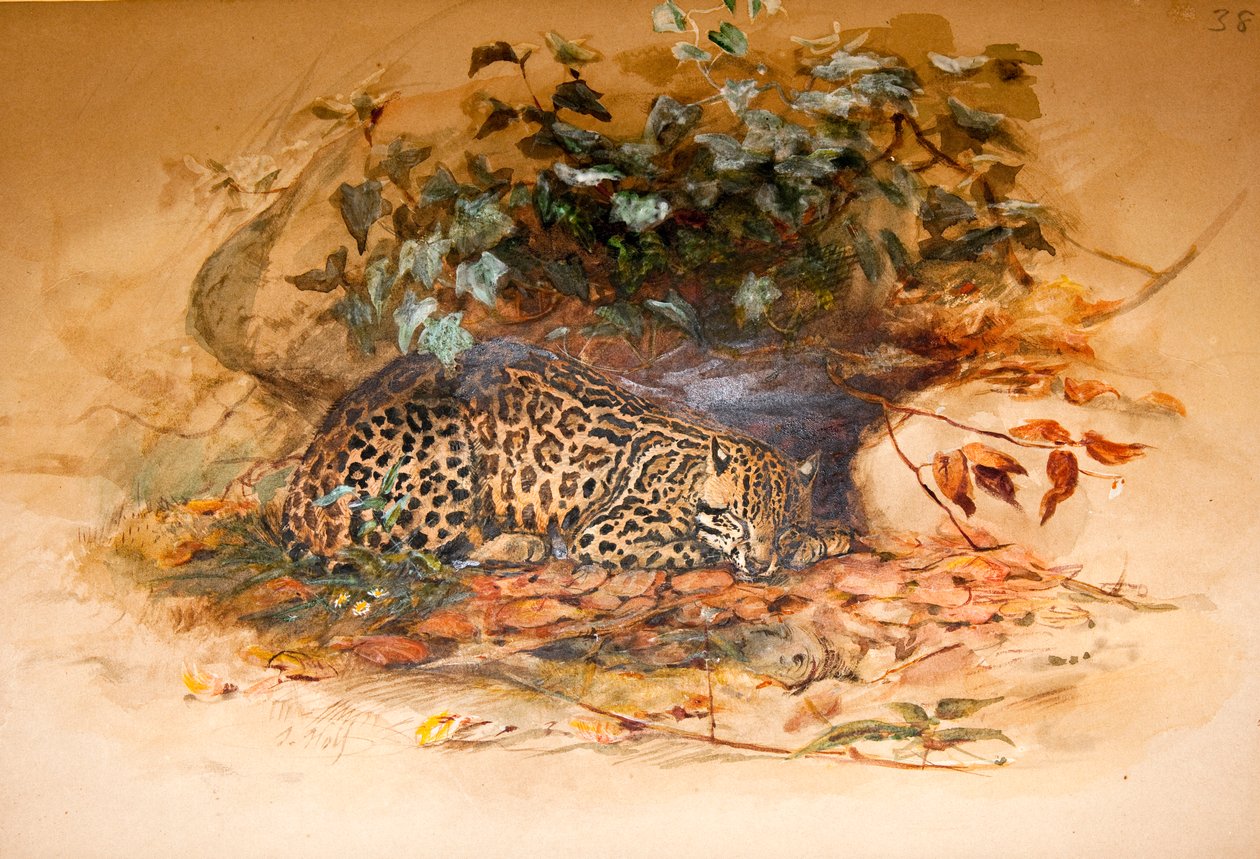 Ocelot, 1851-52 door Joseph Wolf