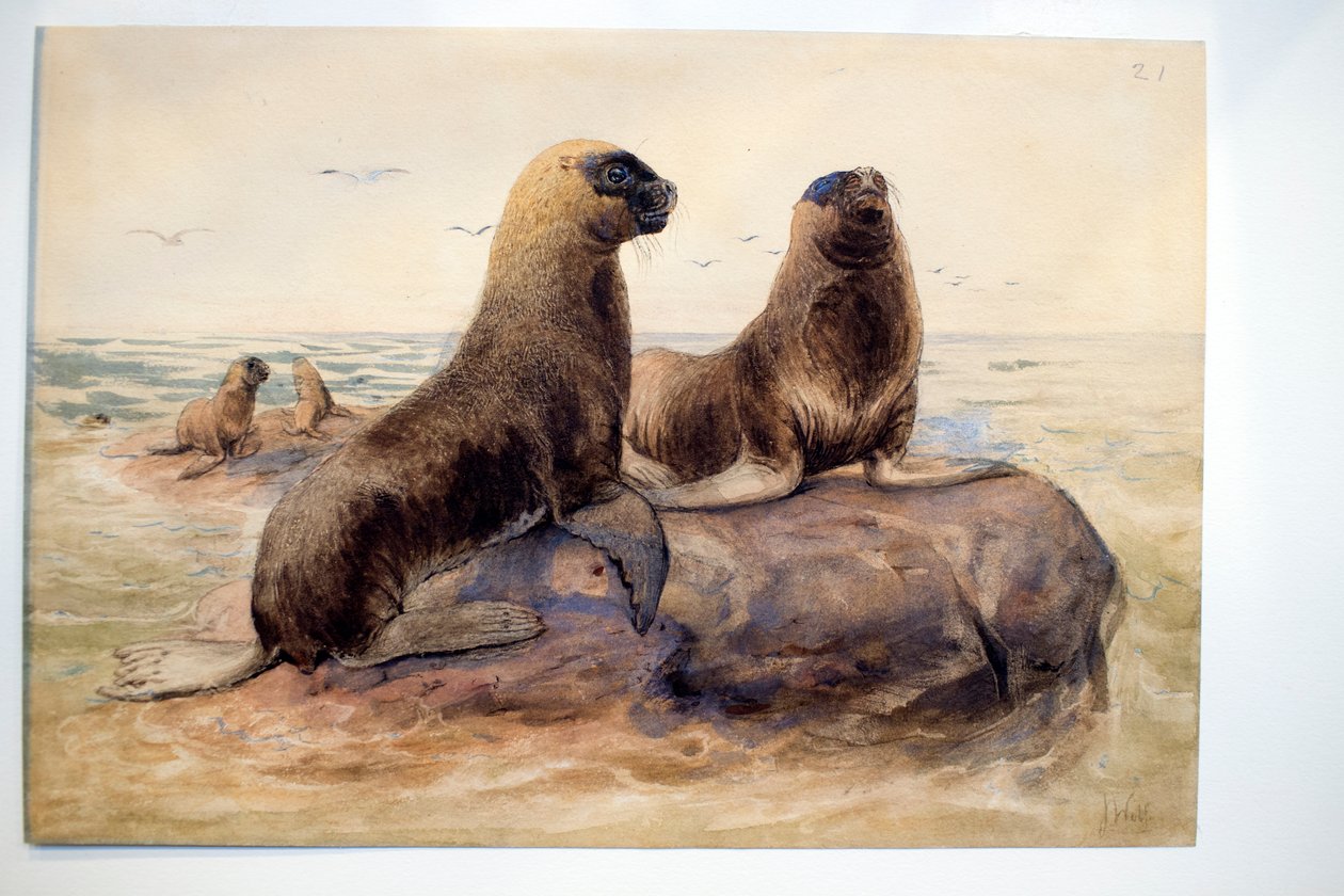 Pantagonische zeeleeuwen, c.1865 door Joseph Wolf