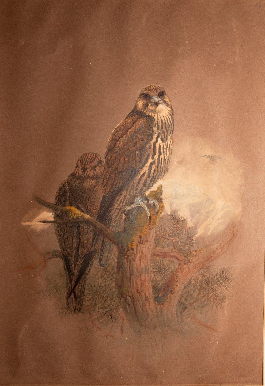 Saker Valk (Falco sacer), 1856-67 door Joseph Wolf