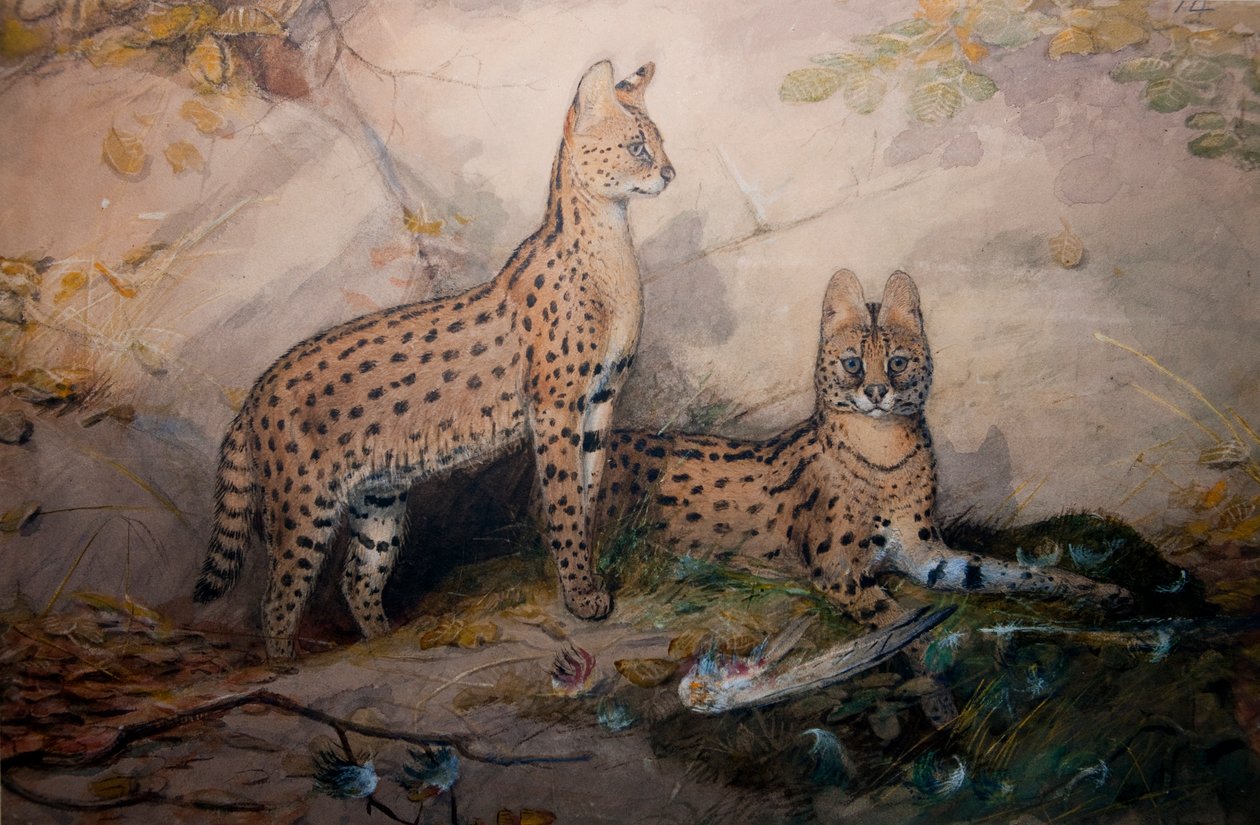 Serval, 1851-1869 door Joseph Wolf
