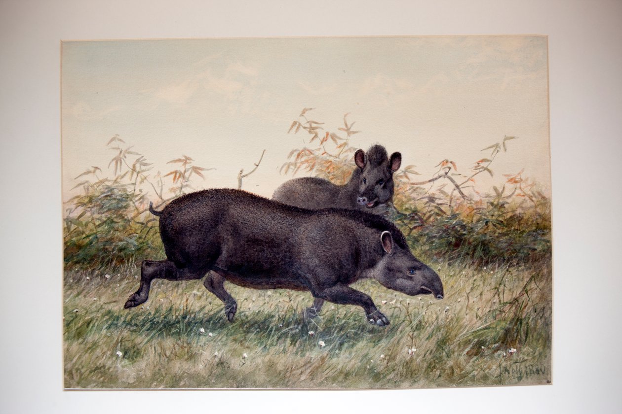 Tapir, 1880 door Joseph Wolf