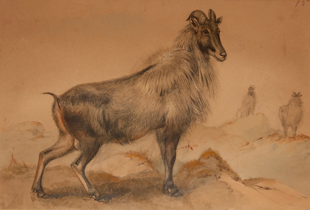 Thar door Joseph Wolf