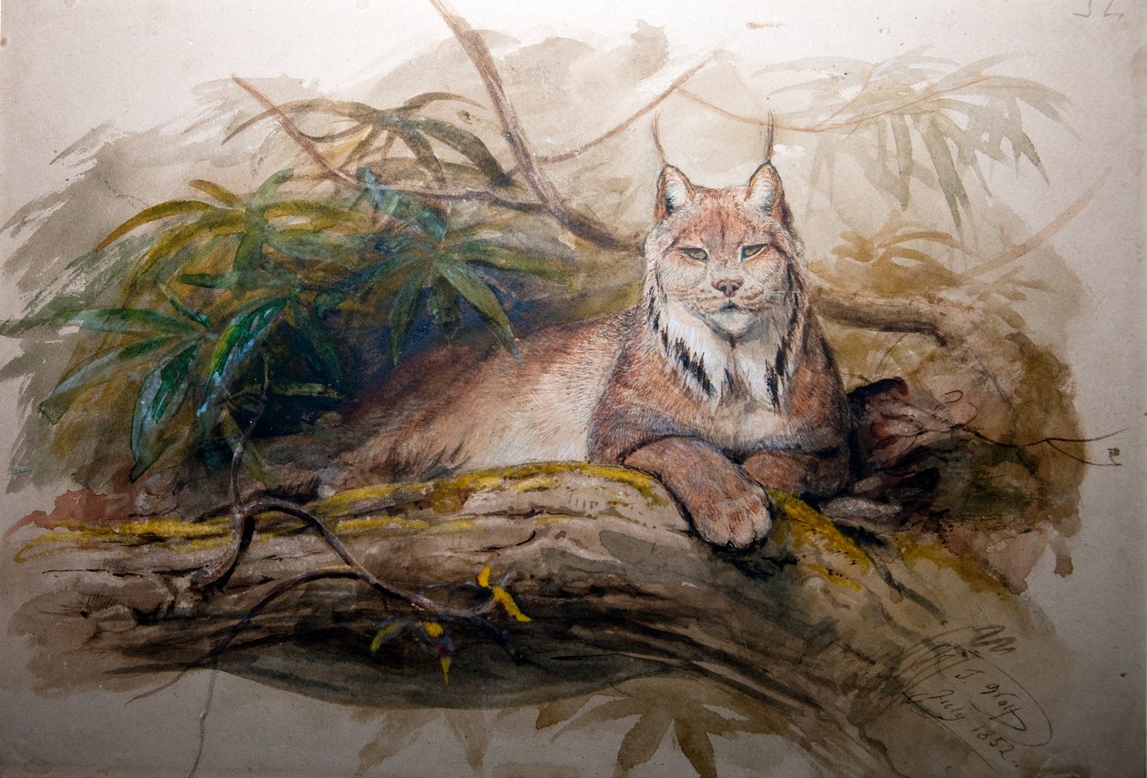 De Canadese Lynx (Felis canadensis), 1852 door Joseph Wolf