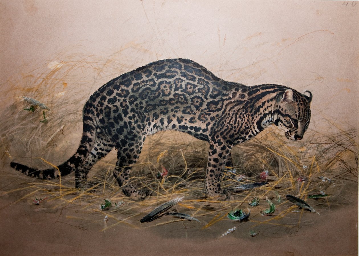 De Geschilderde Ocelot (Felis picta), c.1850 door Joseph Wolf