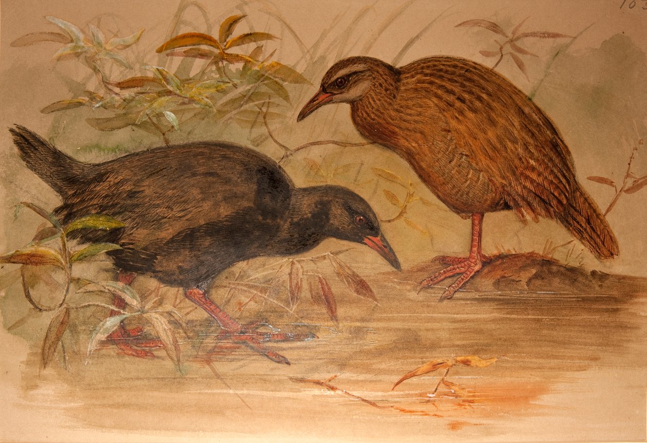 Weka Rail (Ocydromus australis), c.1851-76 door Joseph Wolf