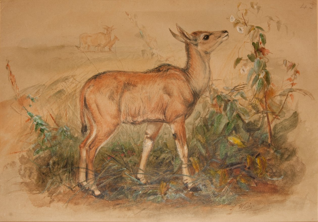 Jonge Eland door Joseph Wolf