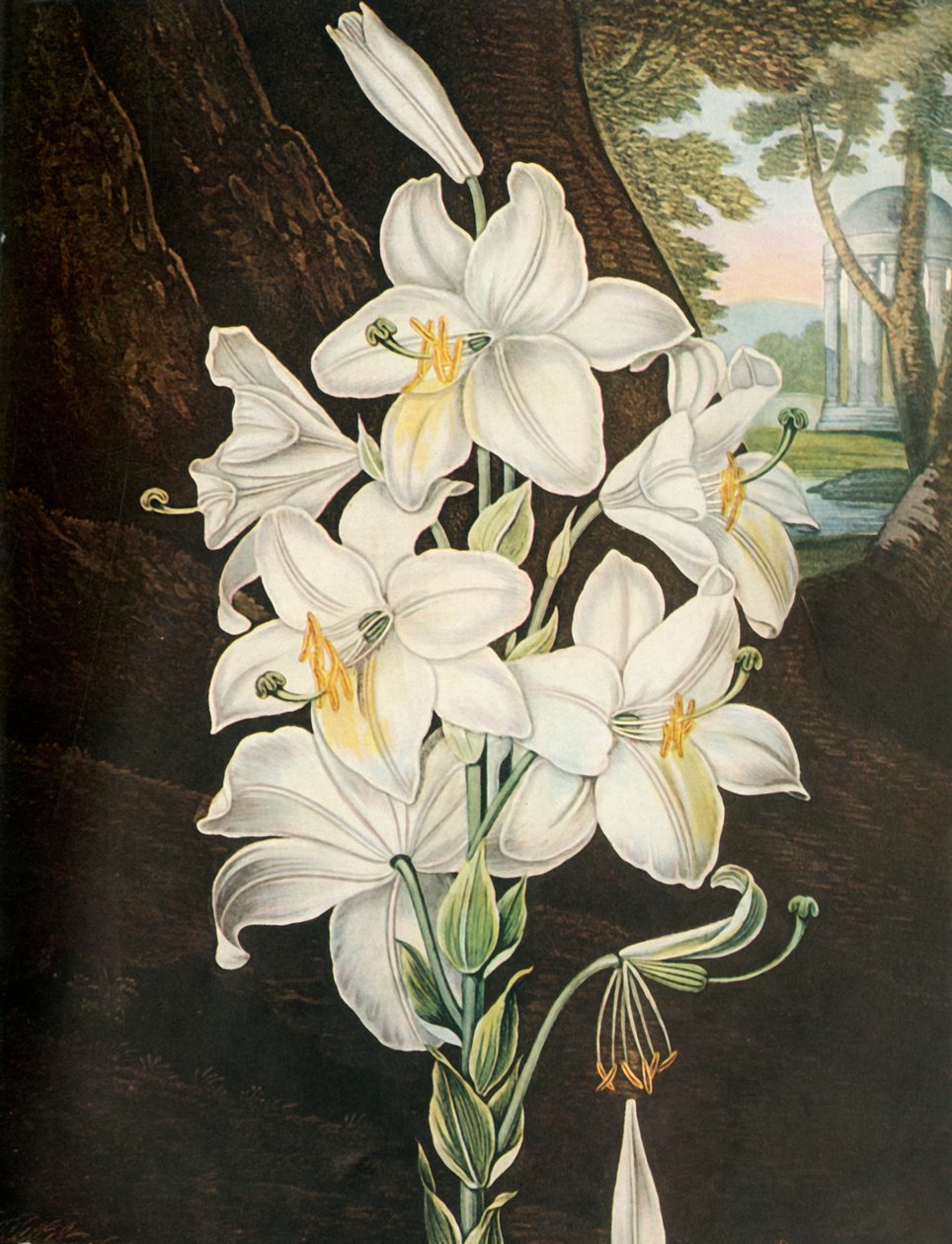 De Witte Lelie door Joseph Constantine Stadler