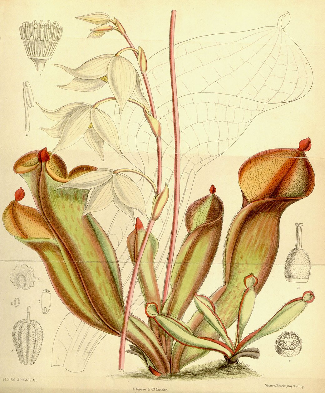 Heliamphora nutans, 1890 door Joseph Dalton Hooker