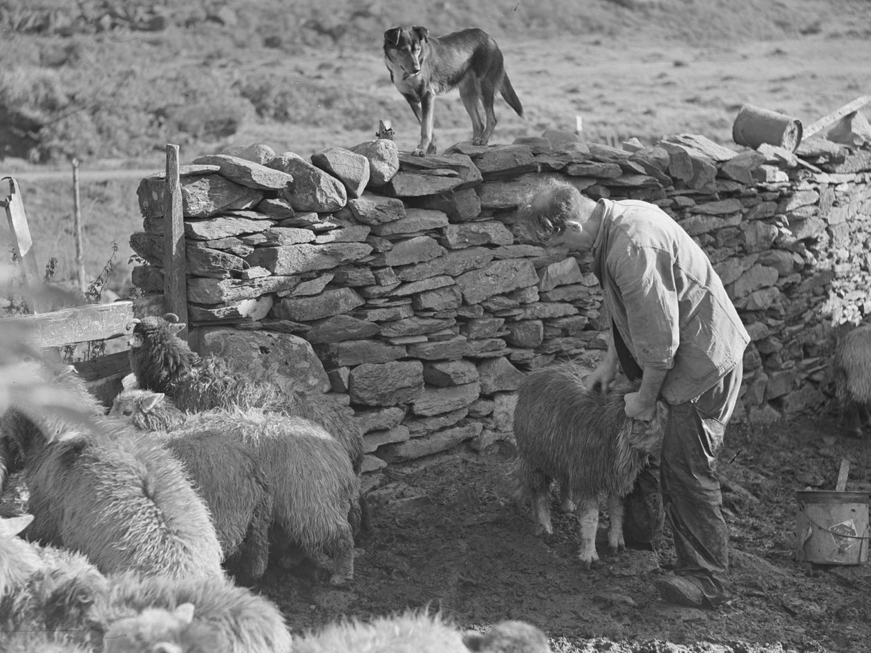 Herder met schapen door Joseph Hardman