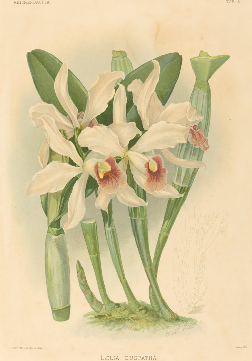 Laelia Euspatha door Joseph Mansell