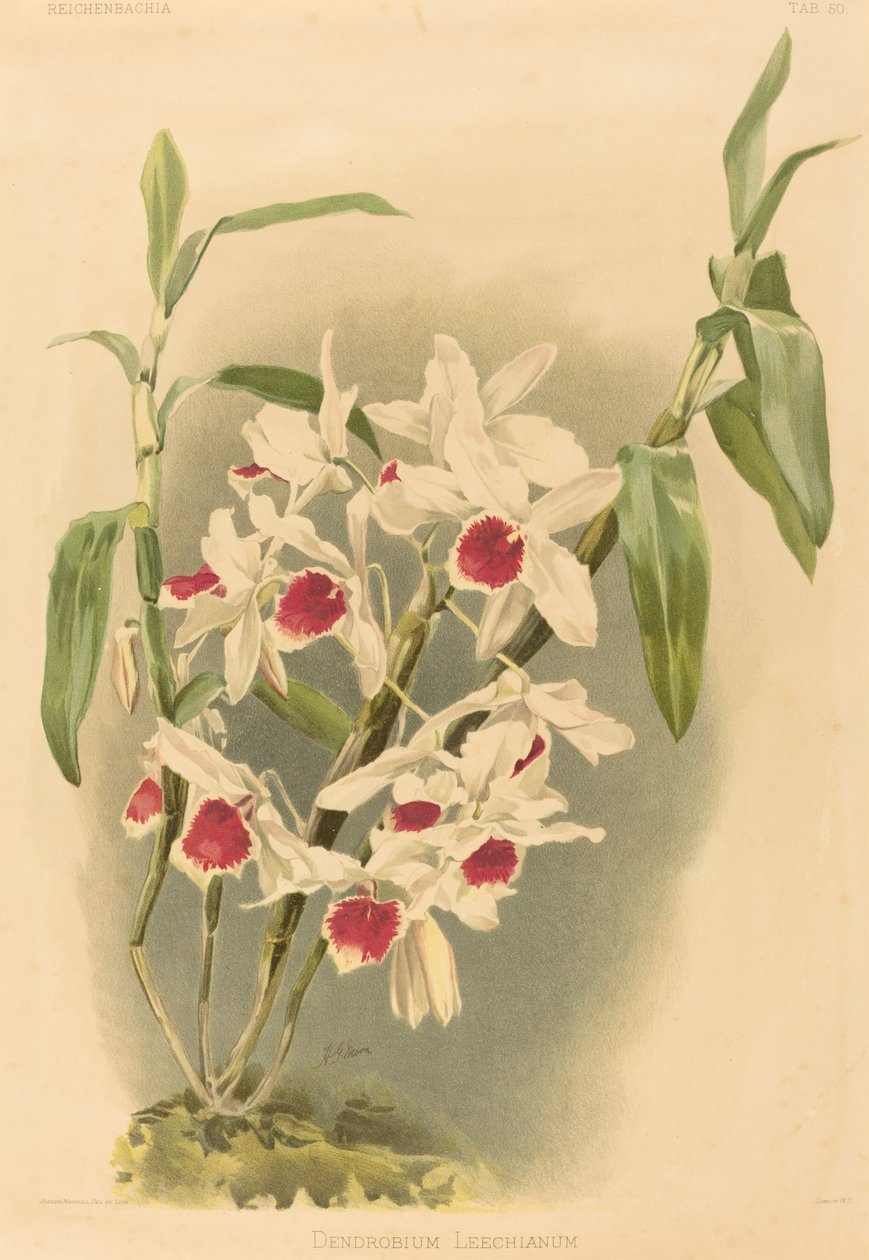 Dendrobium Leechianum door Joseph Mansell after Henry George Moon