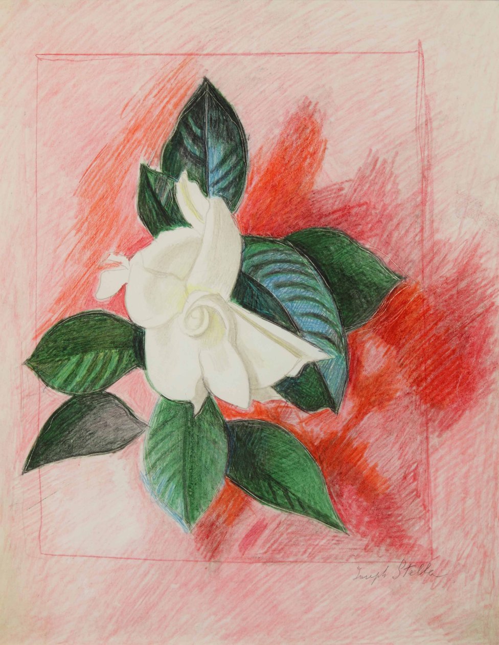 Gardenia, c.1940 (kleurpotlood  grafiet op papier) door Joseph Stella