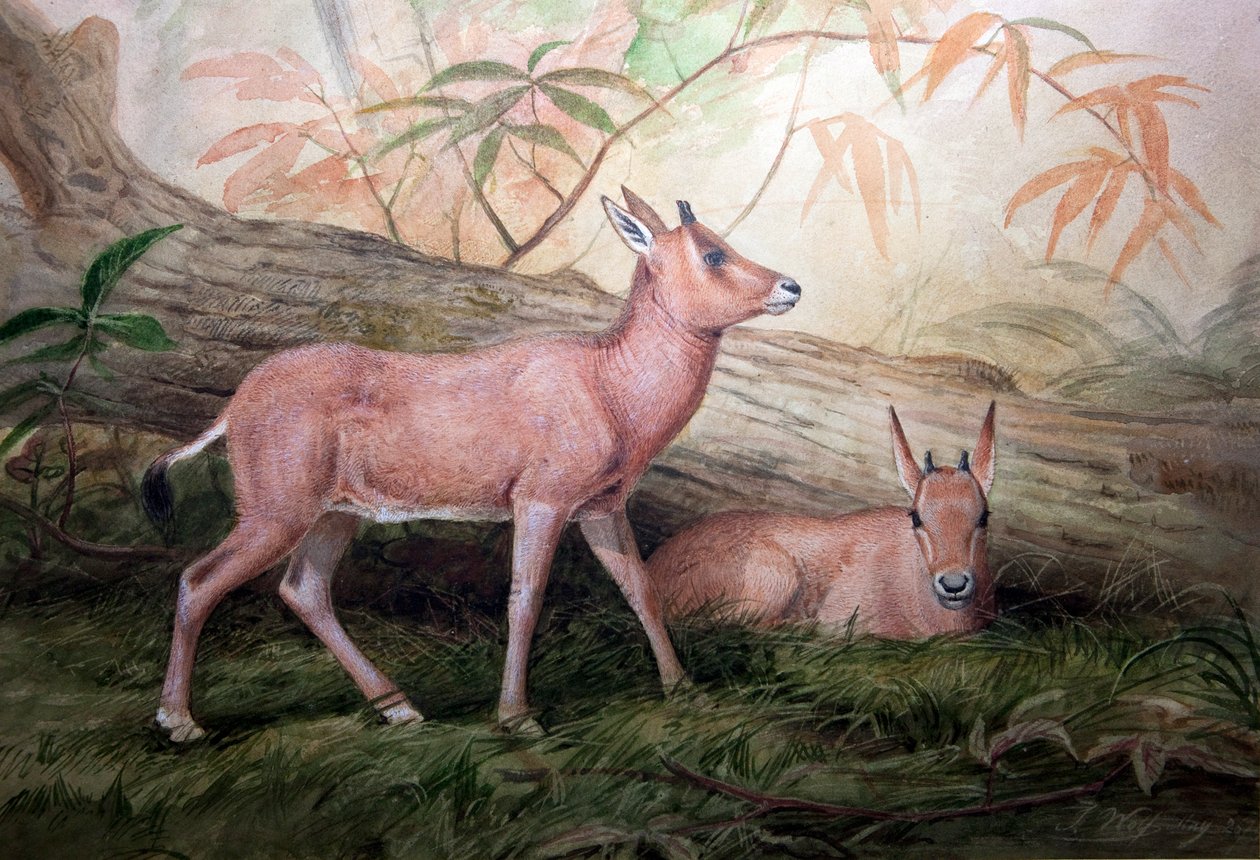 Scimitar gehoornde oryx kalveren, ca. 1850 door Joseph Wolf