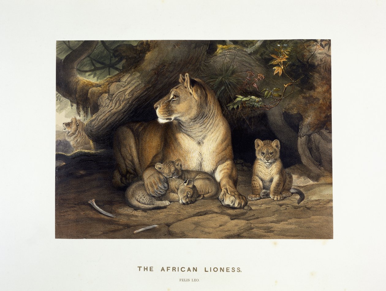 De Afrikaanse leeuwin, ca. 1880-1883 door Joseph Wolf