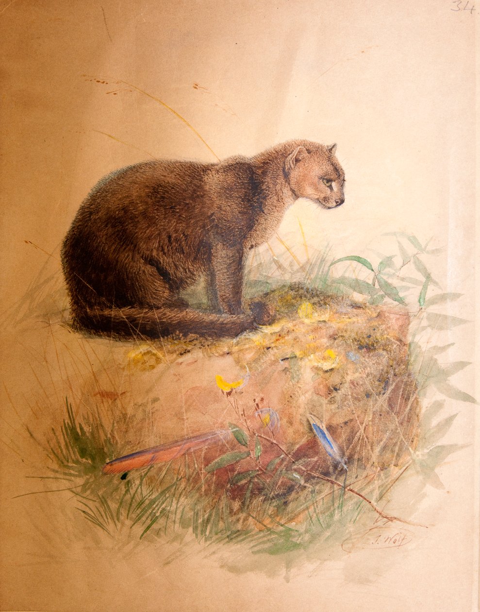 Yaguarundi Kat, 1851-69 door Joseph Wolf