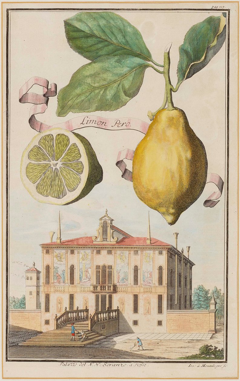 Limon Pero door Joseph de Montalegre