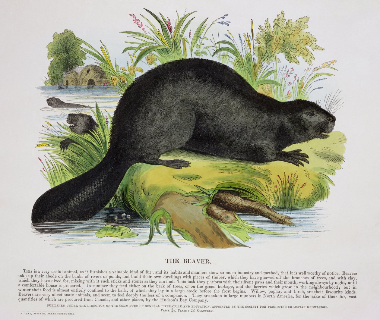 De Bever, educatieve illustratie uitgegeven door de Society for Promoting Christian Knowledge, 1843 door Josiah Wood Whymper