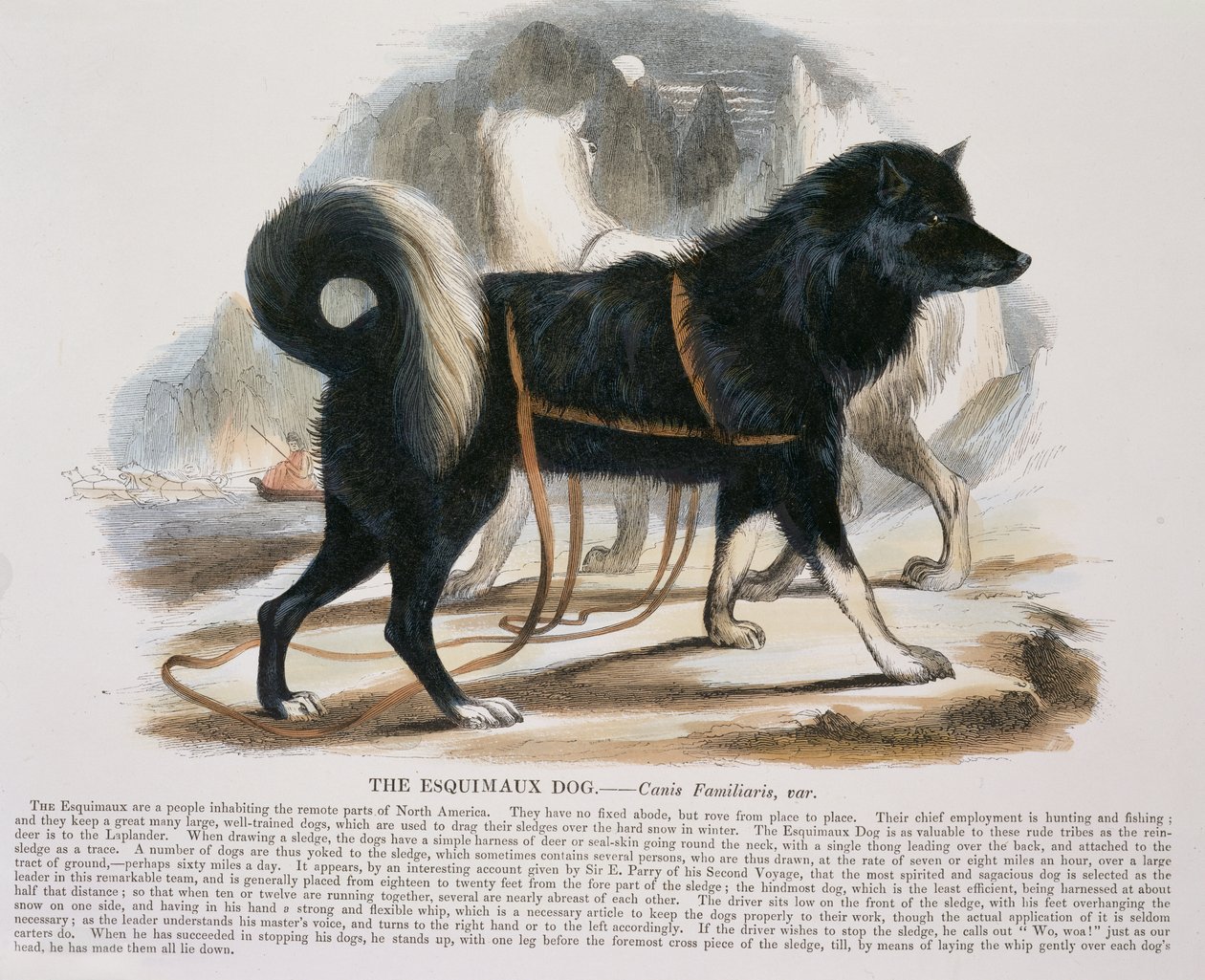 De Eskimohond (Canis familiaris) educatieve illustratie gepubliceerd door de Society for Promoting Christian Knowledge, 1843 door Josiah Wood Whymper