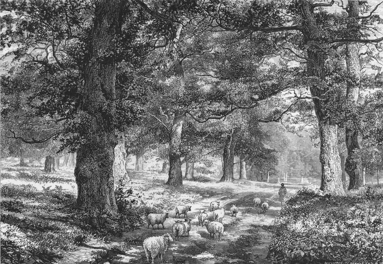 In Sherwood Forest, ca. 1875 door Josiah Wood Whymper