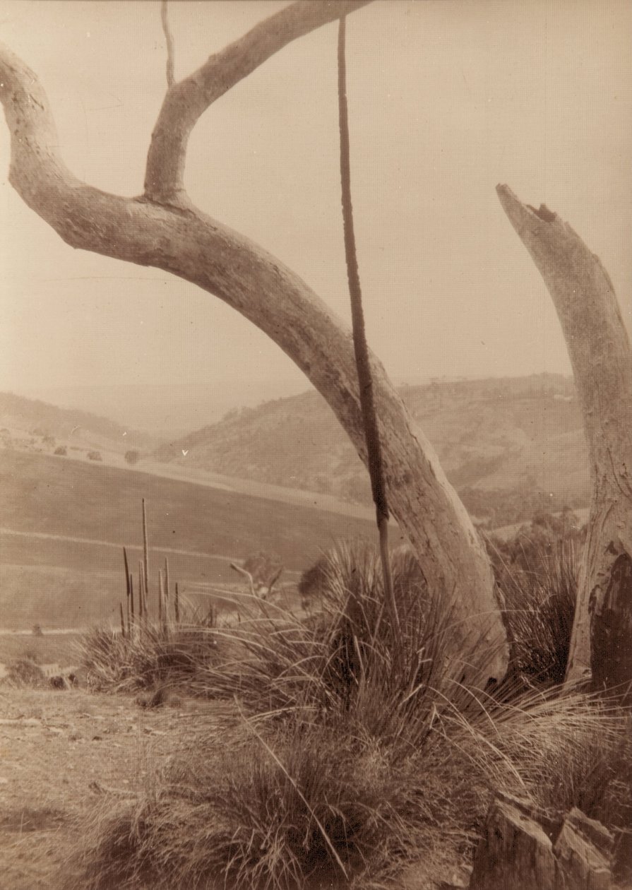 Dashwoods Gully, Zuid-Australië door Joyce Waterhouse